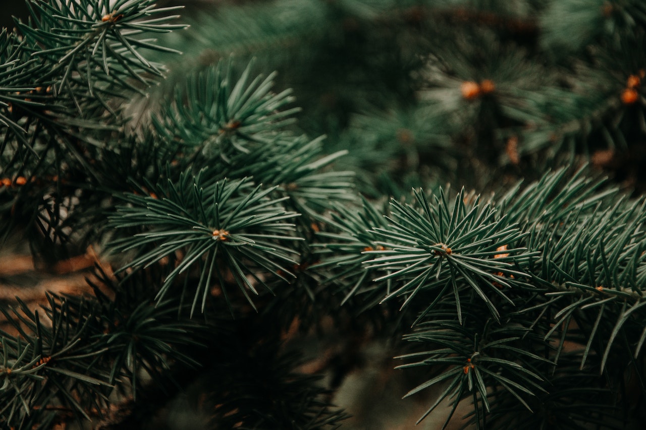 kerstboom laten optuigen