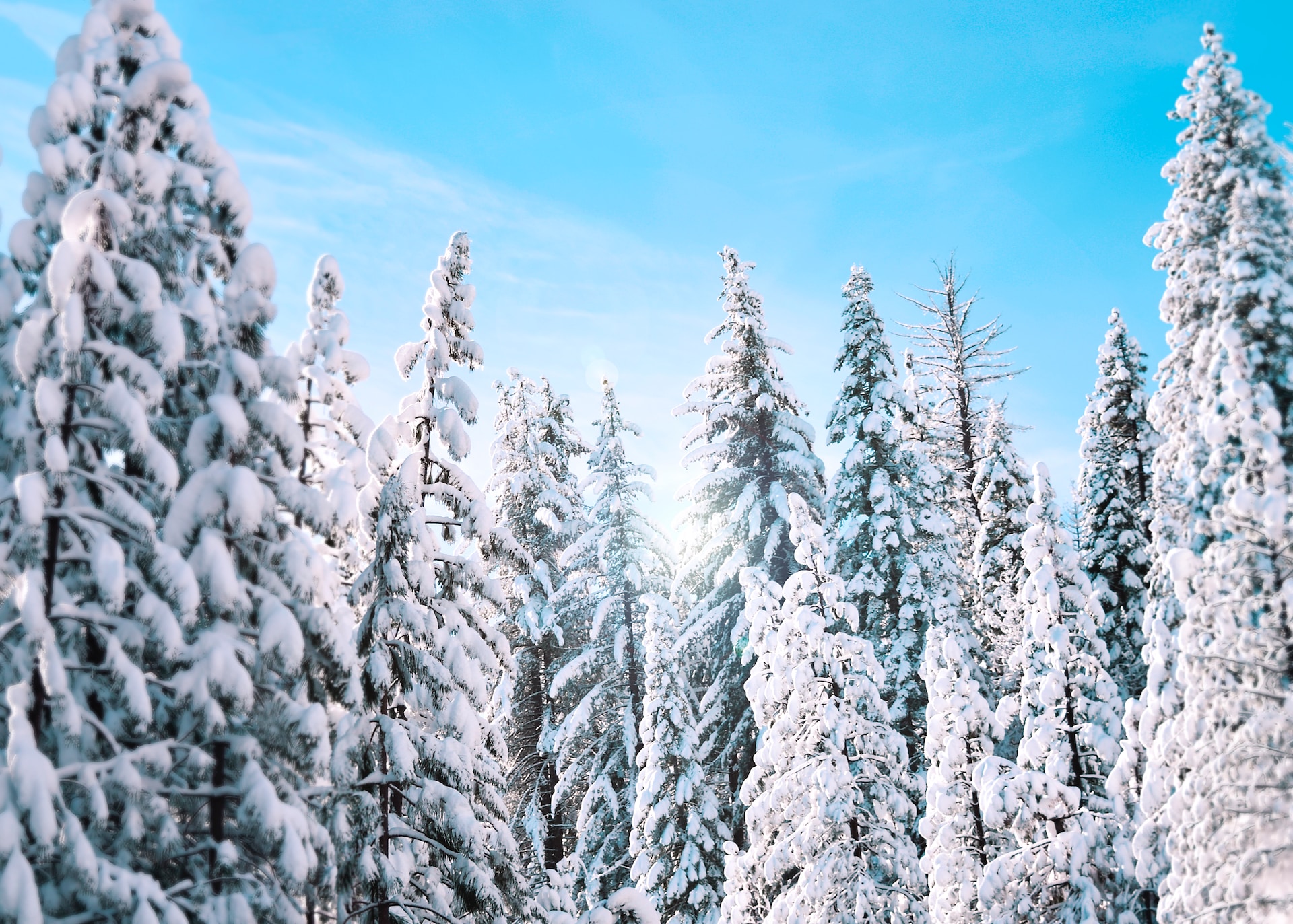 Stralende gehuurde kerstboom verandert uw bedrijf in een feestelijke oase