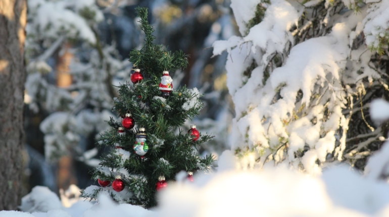 Betoverende gehuurde kerstbomen transformeren uw evenement - Kies uw stijl en laat de magie beginnen!
