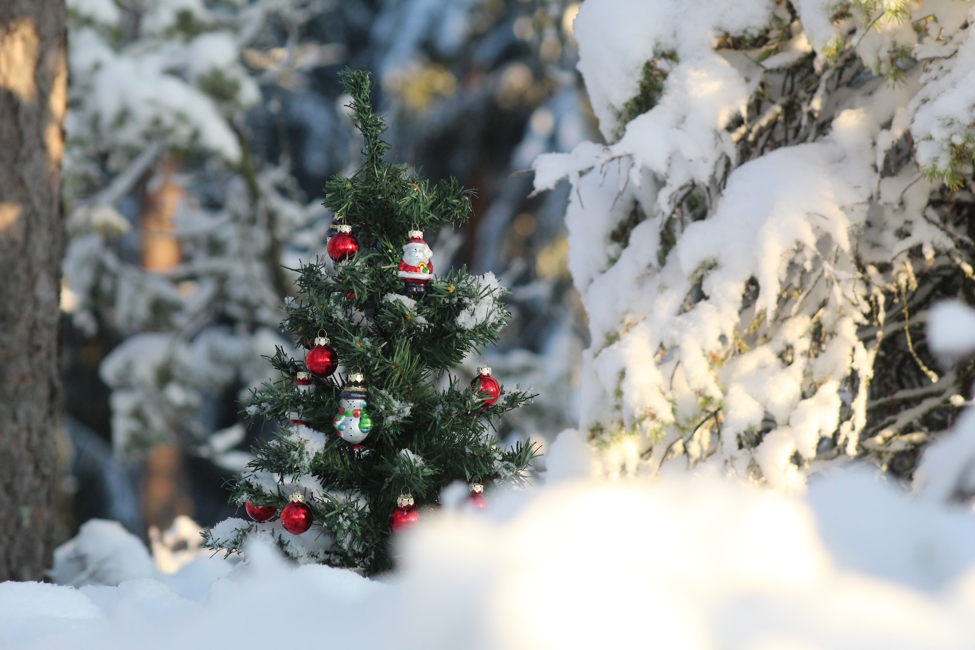 Betoverende gehuurde kerstbomen transformeren uw evenement - Kies uw stijl en laat de magie beginnen!