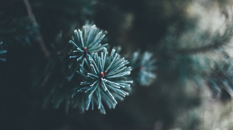 Betoverende Nordmann Kerstboom - Gemakkelijk te huren, eindeloos te bewonderen!