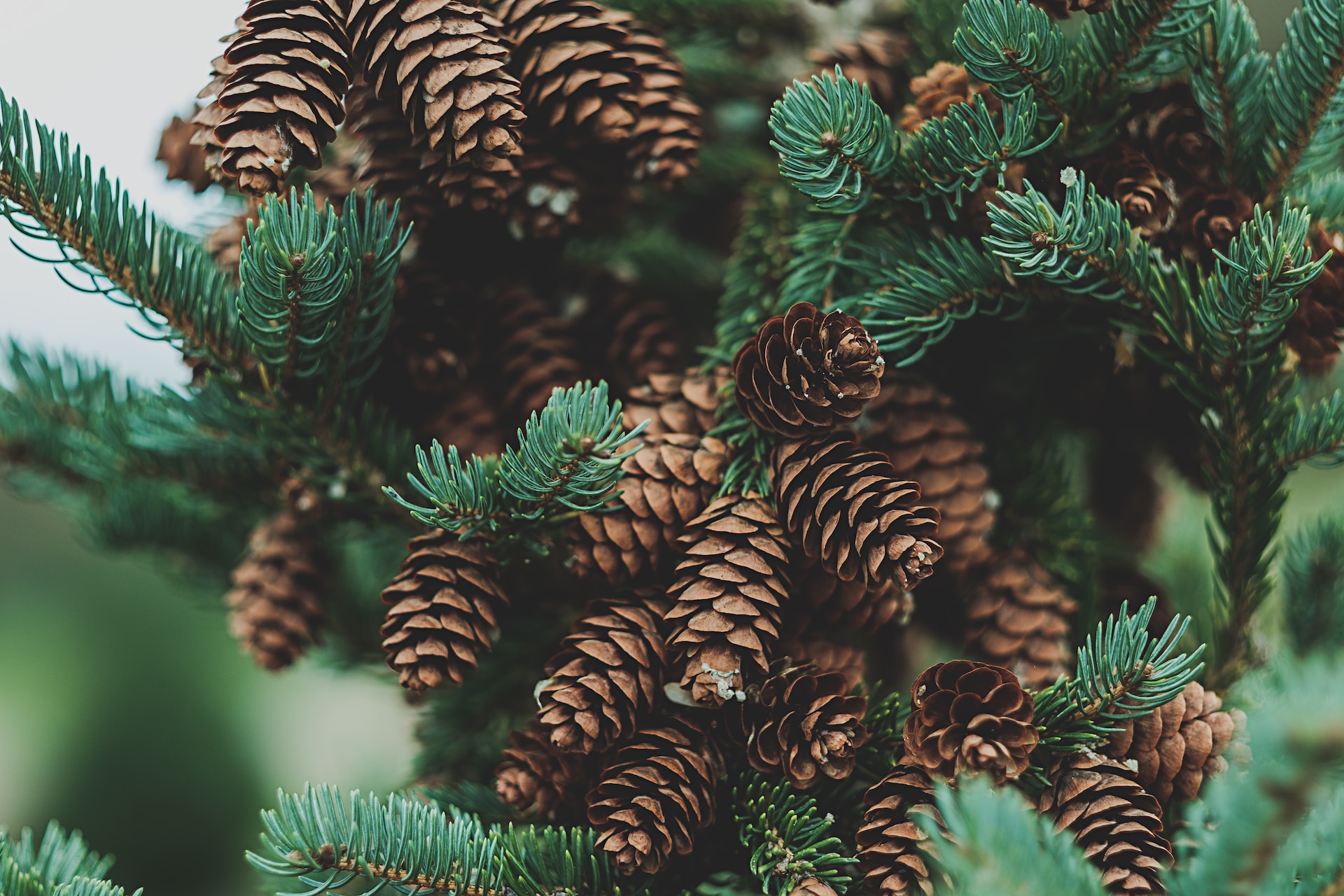 Sfeervolle kerstboom in Brabant - Geniet van een stressvrije kerst met onze verhuurservice.