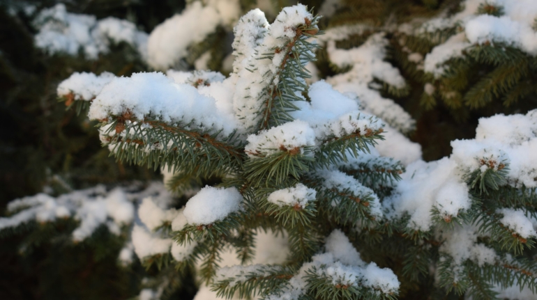 Prachtige Kerstboom met Verlichting: Huur uw magische kerstsfeer vandaag en geniet van stressvrije feestdagen met Kerstboom laten opzetten.