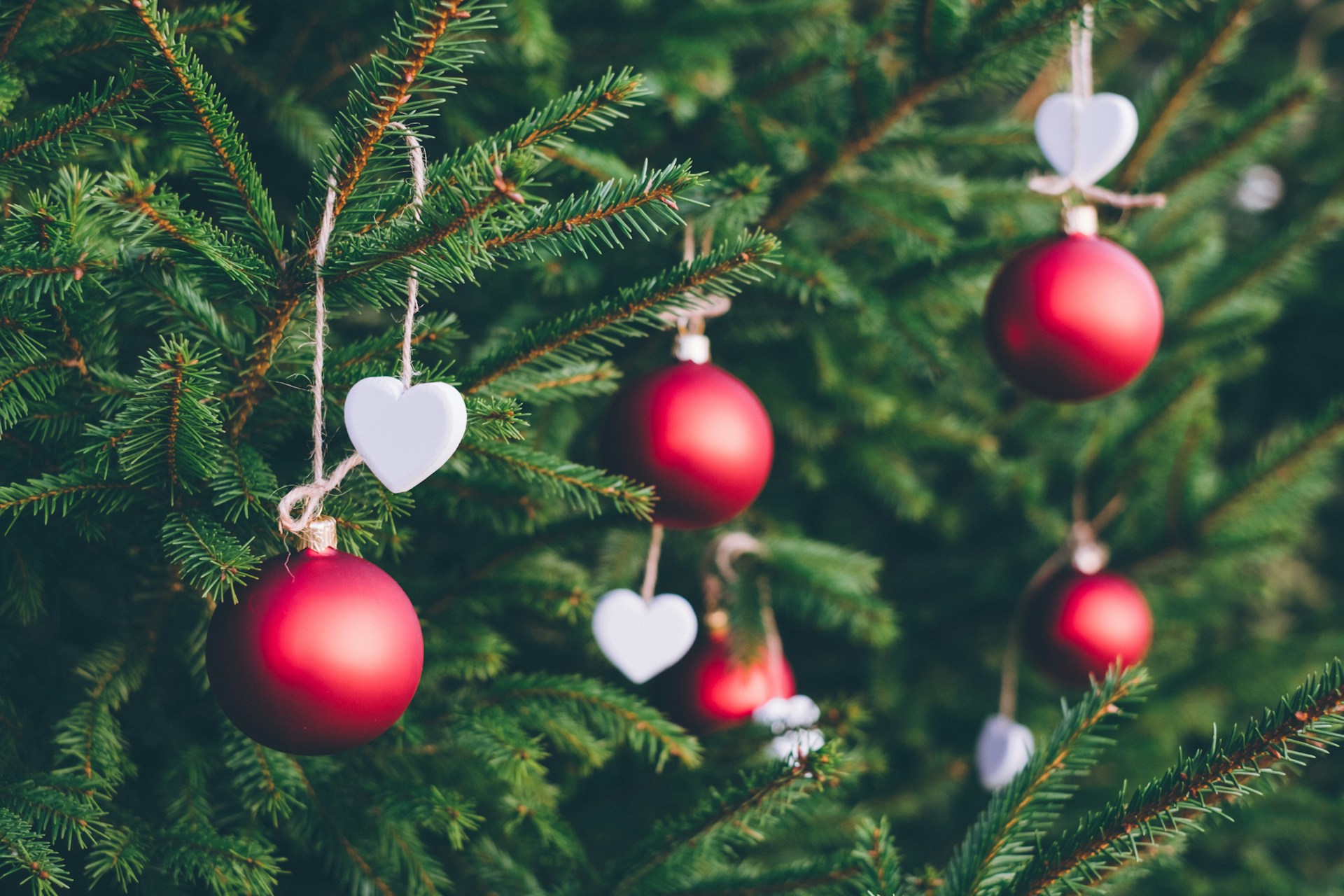 Een volle kerstboom huren in Leiden voor een feestelijke sfeer op uw werkplek.