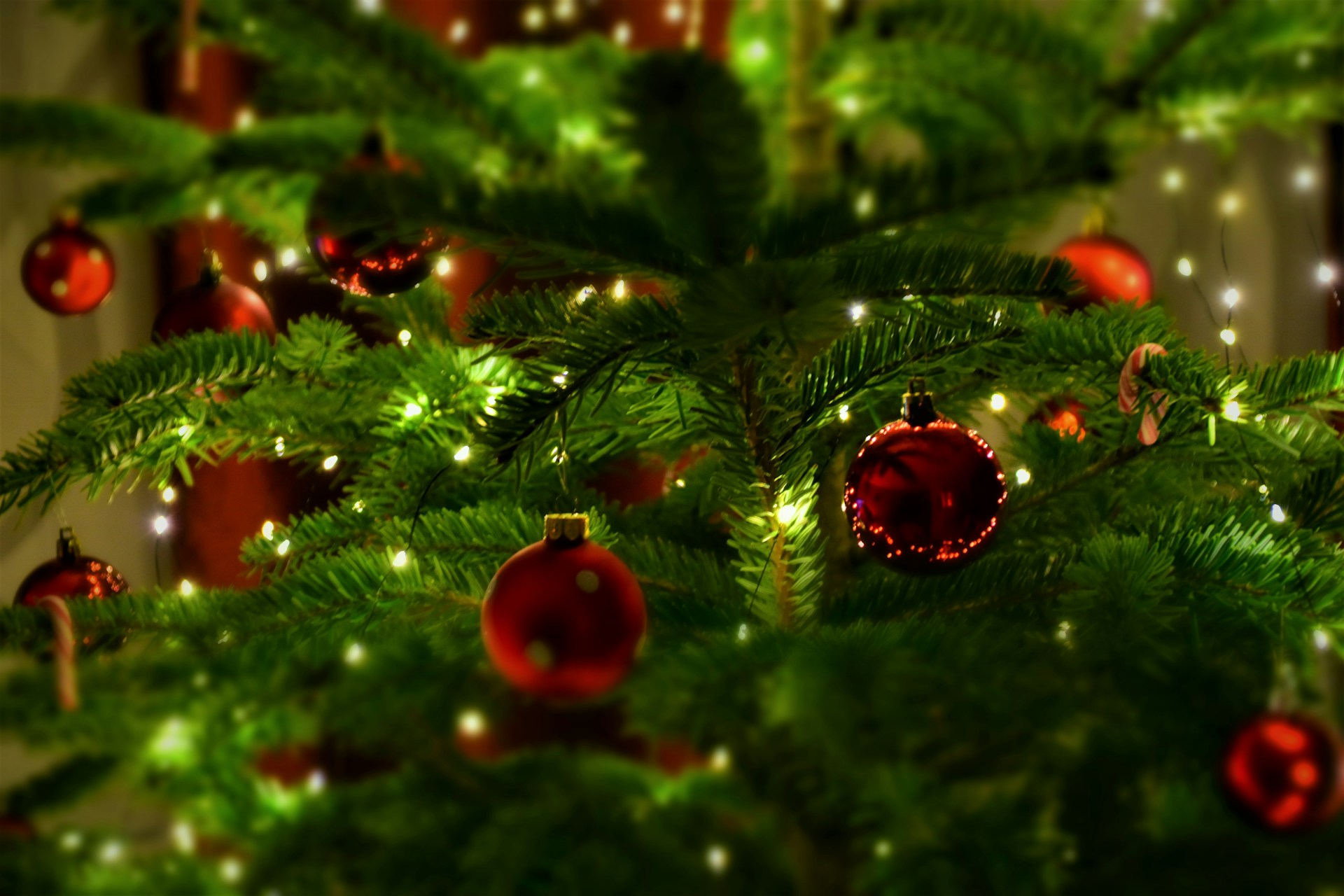 In Noord-Holland zijn schitterende kerstbomen te huur, ideaal voor het hebben van een feestelijke ambiance tijdens de kerstperiode.